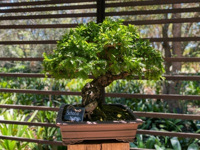 Coffee tree (bonsai/compact)