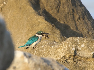 Collared kingfisher