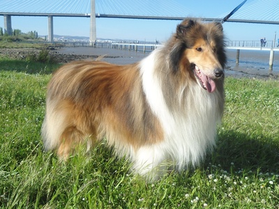 Collie (Rough)