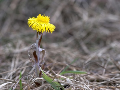 Coltsfoot