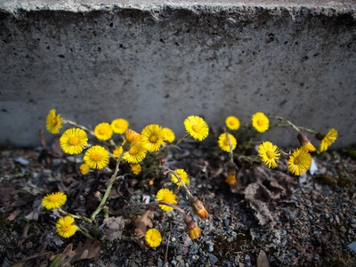 Coltsfoot