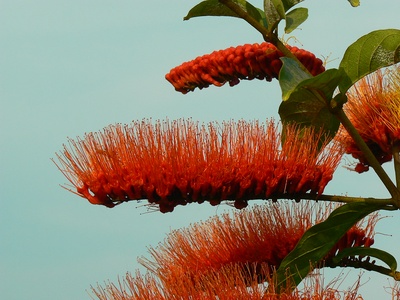 Combretum species