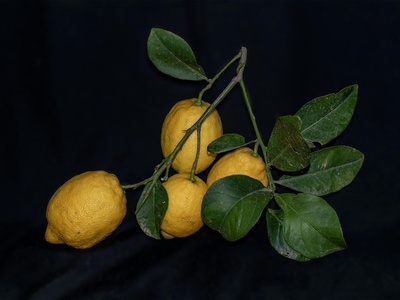 Commercial citrus & hybrids (group entry)