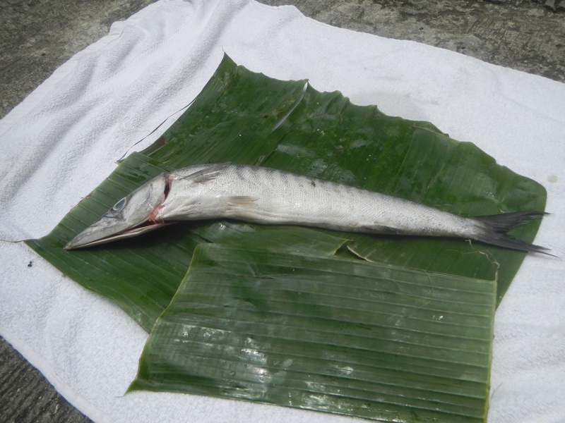 Isral Fish The Complete List of Fish of Israel - Flora Fauna Fun