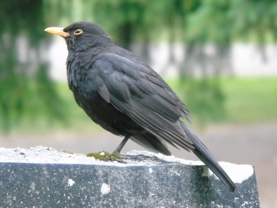 Common Blackbird