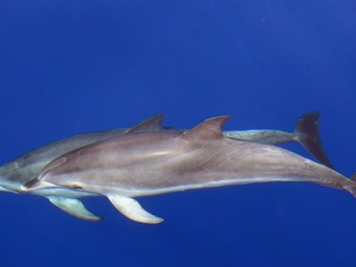 Common bottlenose dolphin