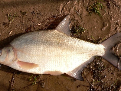 Common bream