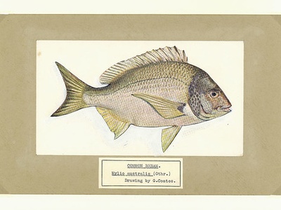 Common bream