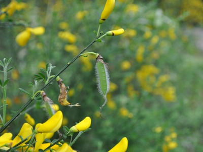 Common broom