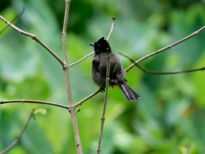 Common Bulbul