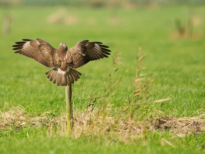 Common Buzzard