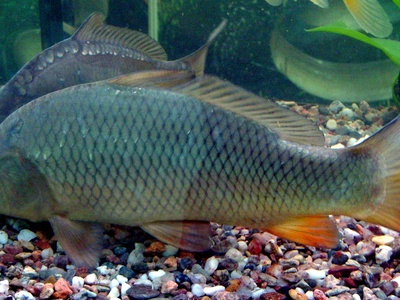 Common carp (carpa común)