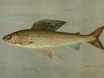 Common carp (mirror/ornamental variants)