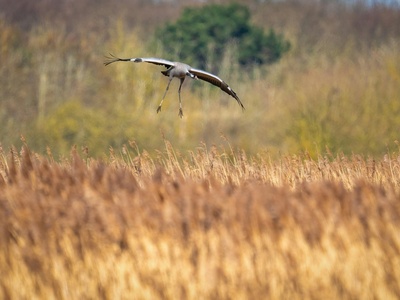 Common crane
