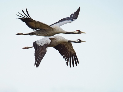 Common crane