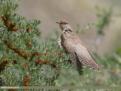 Common Cuckoo