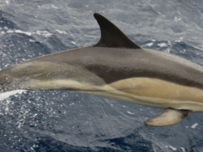 Common dolphin