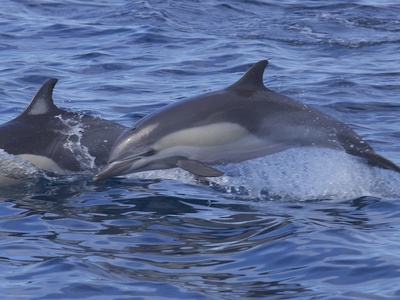 Common dolphin