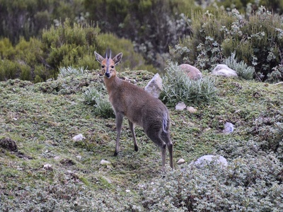 Common duiker