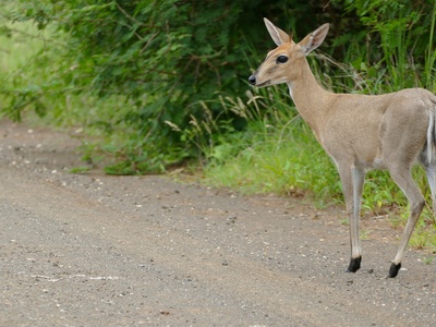 Common Duiker