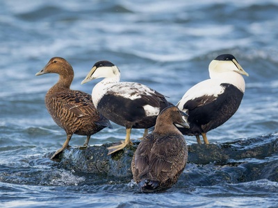 Common Eider