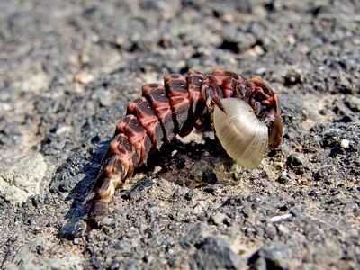 Common Glow-worm