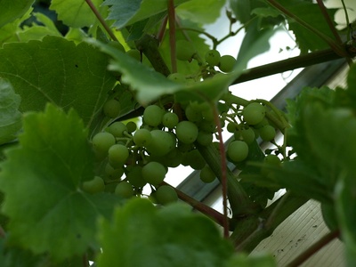 Common Grape Vine