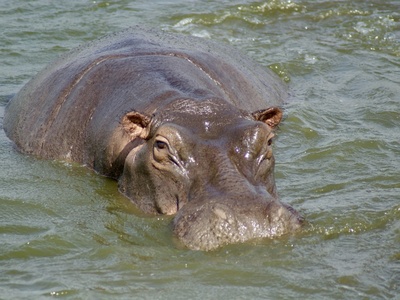 Common Hippopotamus