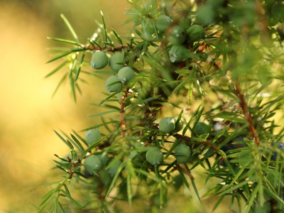 Common juniper