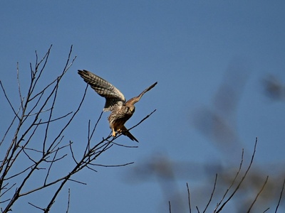 Common kestrel