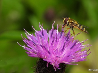Common knapweed