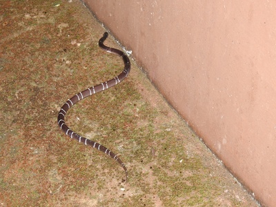 Common krait