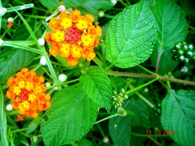 Common lantana (invasive)