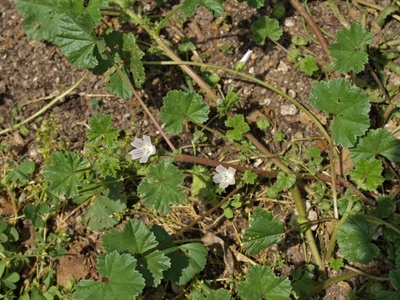 Common mallow
