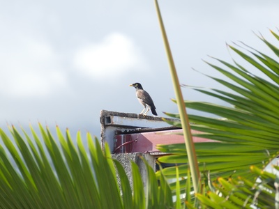 Common myna