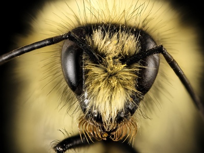 Common Northern Bumble Bee