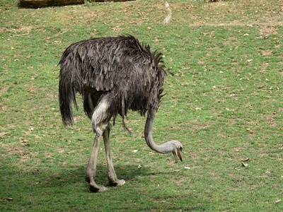 Common ostrich