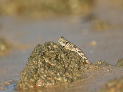Common Oystercatcher