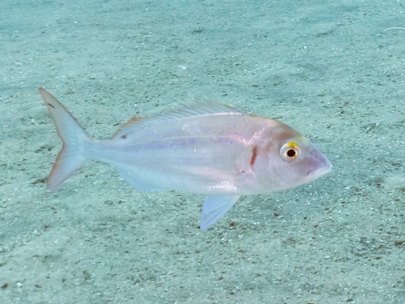 Isral Fish The Complete List of Fish of Israel - Flora Fauna Fun