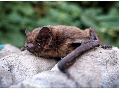 Common Pipistrelle