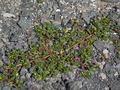 Common purslane