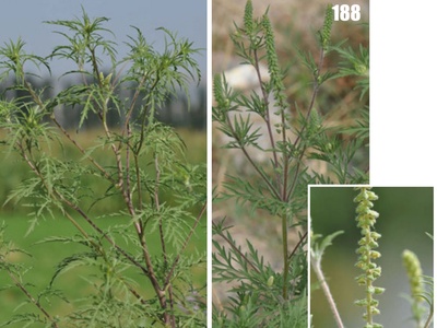 Common ragweed