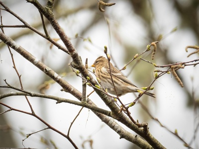 Common Redpoll
