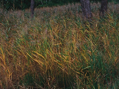 Common reed (non-native)