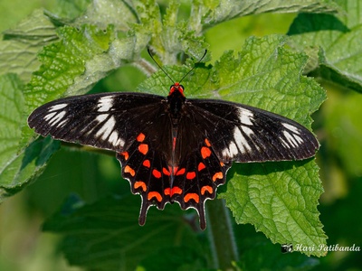 Common rose (butterfly)