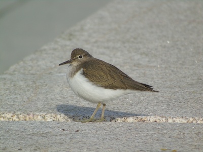 Common sandpiper