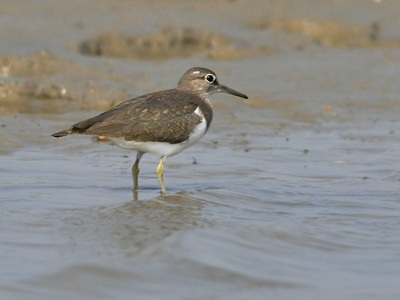 Common Sandpiper