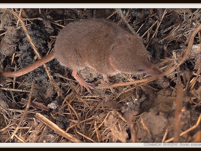 Common shrew
