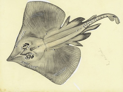 Common skate