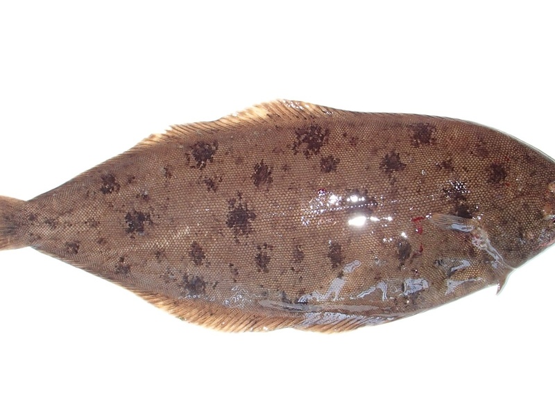The Complete List of Fish of Israel - Flora Fauna Fun